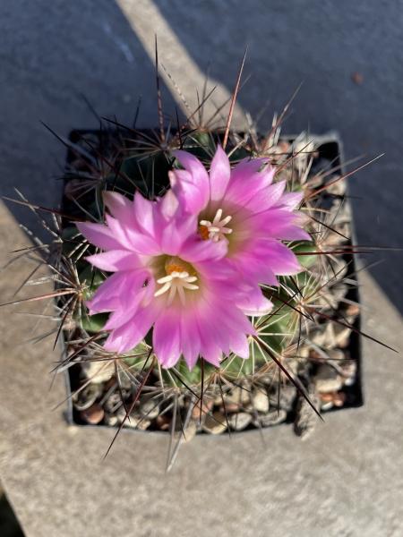 Coryphantha ramillosa